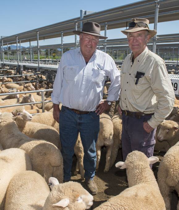 SALE DAY: Richard Bowler and Col Barton at the JV Goodwin Memorial Shield lamb sale in Tamworth. Colin donated proceeds from the sale of the Grand Champion pen to the Westpac Rescue Helicopter. Photo: Peter Hardin 050916PHB008