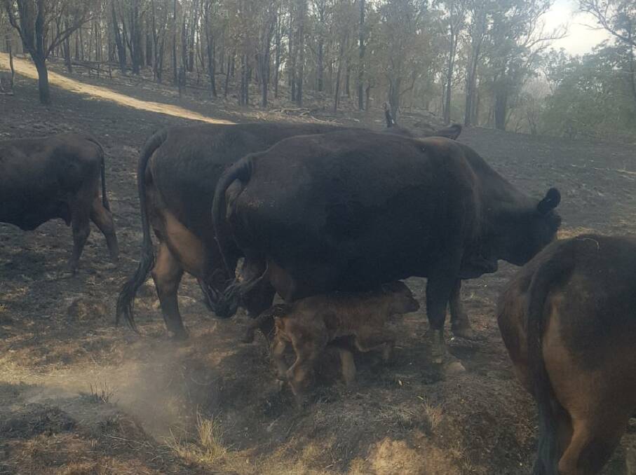 The miracle calf back by her mother's side after fires near Tenterfield. Photo supplied.