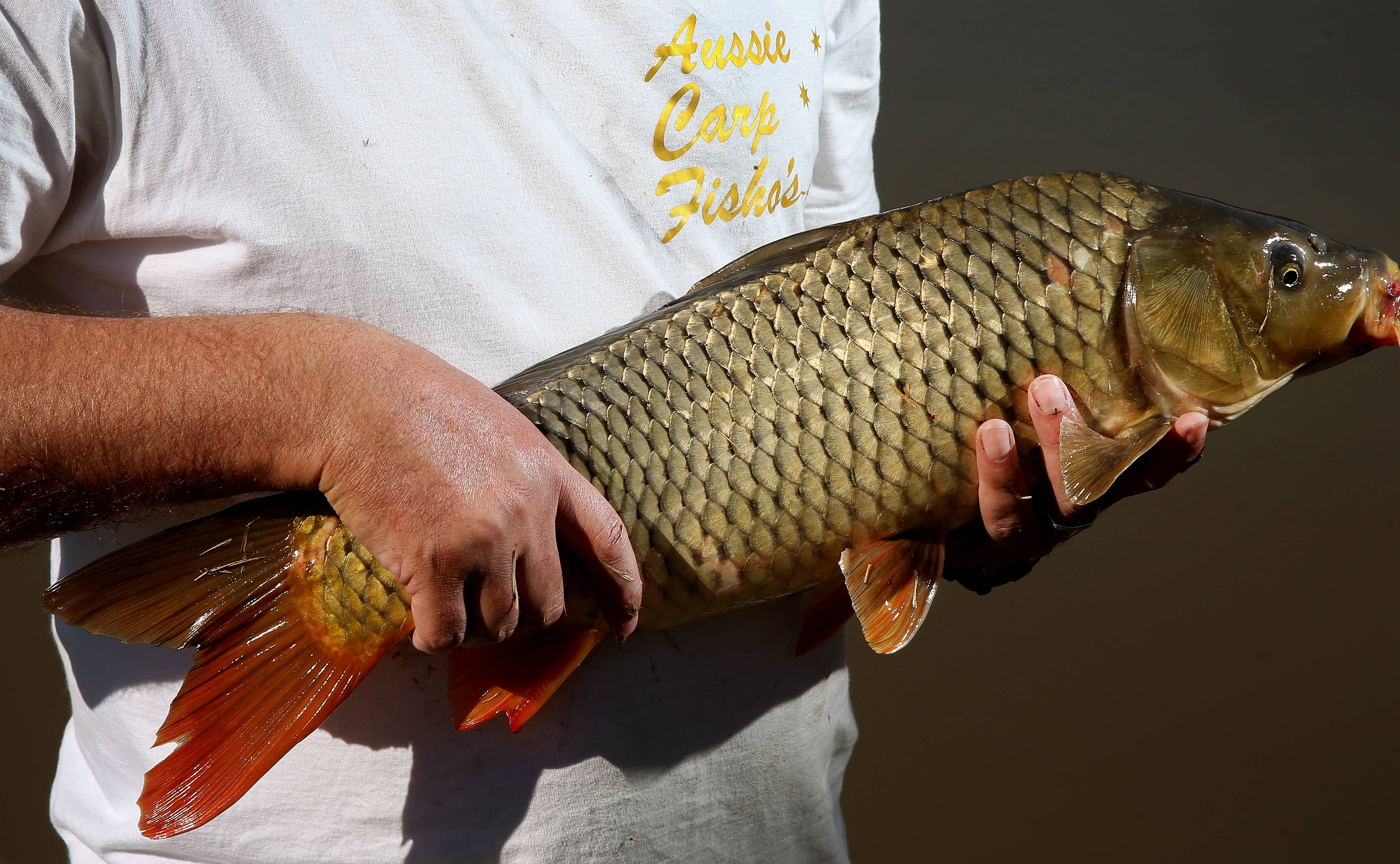 For the love of carp: Carp fishing enthusiast speaks out over herpes virus  concerns and alternate uses for the pest fish, The Northern Daily Leader
