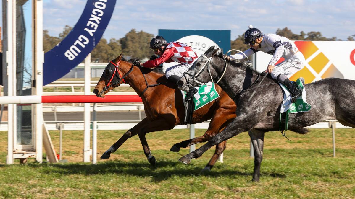 Offaneasy ($14) beats $1.90 favourite Contarelli to the line in Tamworth on Friday. Picture by Bradley Photographers