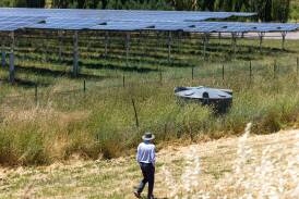 A man in a paddock surveys nearby solar panels. Picture by Sitthixay Ditthavong