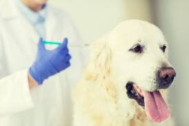 Veterinary team members increasingly undertake training in animal handling methods designed to minimise fear, anxiety and stress. Photo Shutterstock