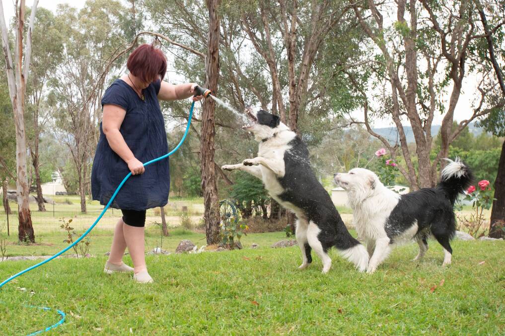 Dogs Zip and Zoom love it when Kym Hadley treats them to a cool down. Picture by Peter Hardin