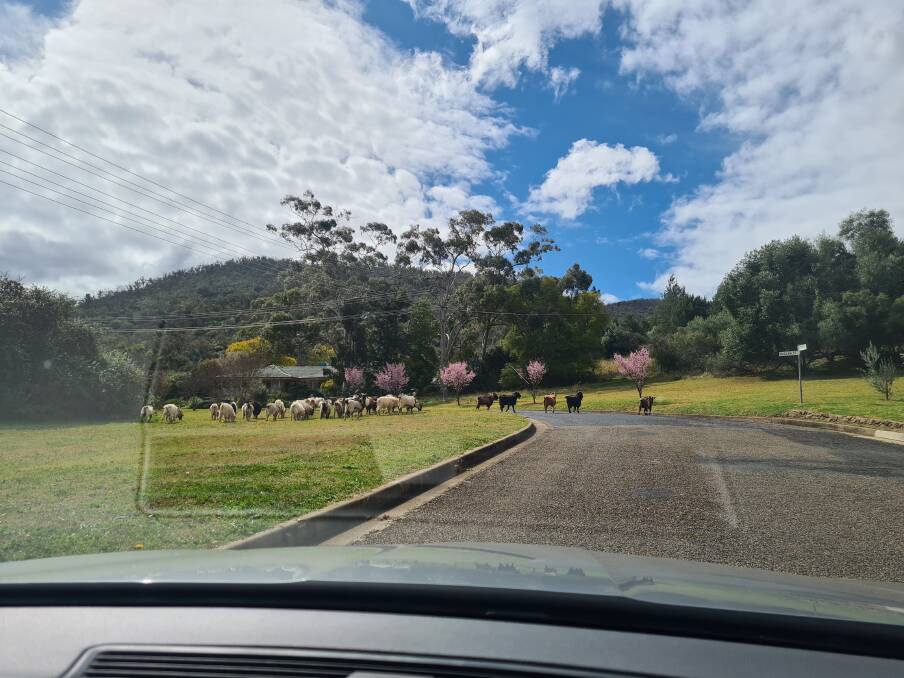 A herd of goats invade East Tamworth in early August. Residents report the feral animals have pestered the neighbourhood more than once in recent weeks. Picture supplied