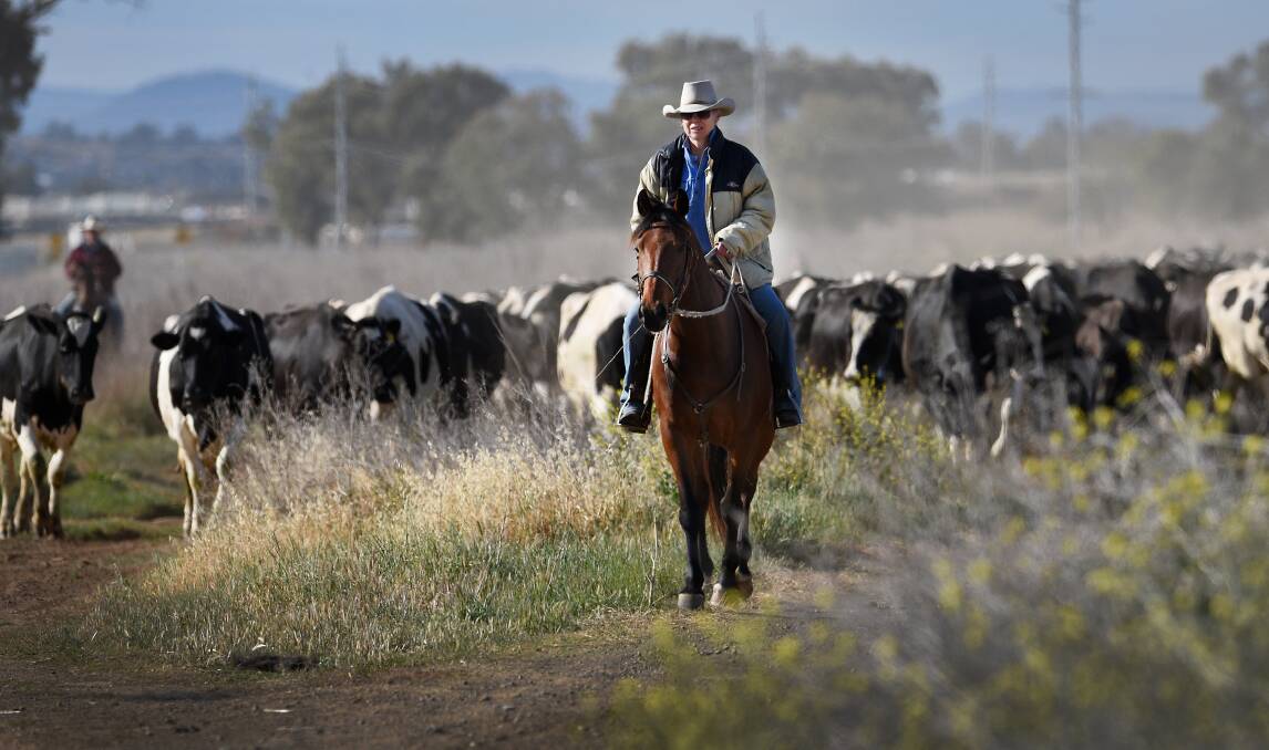 The Browns moved several hundred dairy cows to a new block at Browns Lane in late 2017, banking on a good water supply.The Browns' friend Mick Maloney is pictured with their cattle. Photo: Gareth Gardner