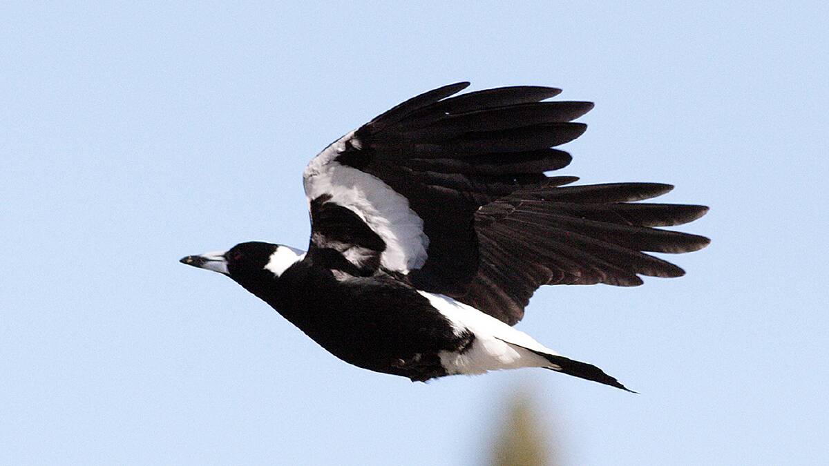 In recent years, Tamworth's top five birds noted in the Aussie Bird Count are the Australian magpie, galah, little corella, sulphur-crested cockatoo and the Australian wood duck. Pictures file