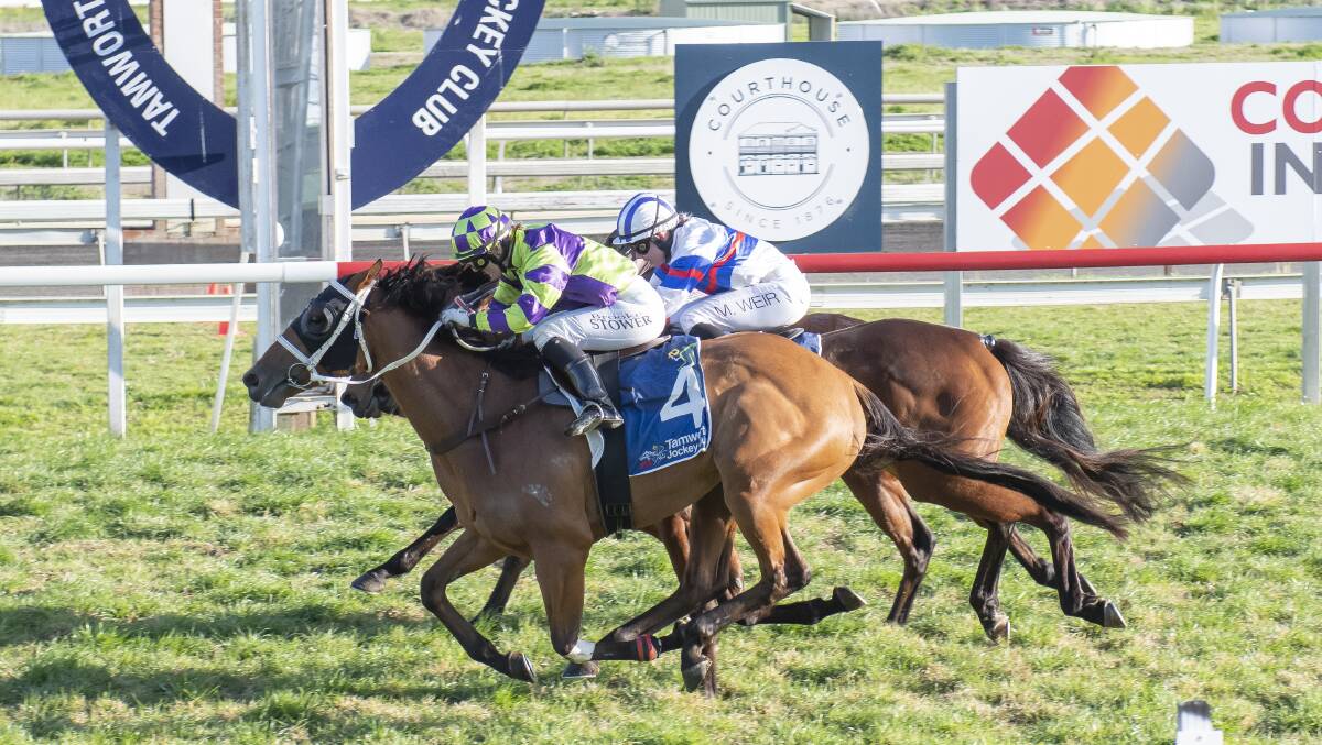 Stirling Osland's Point Counterpoint is the top weight for the Armidale Cup. Picture by Peter Hardin