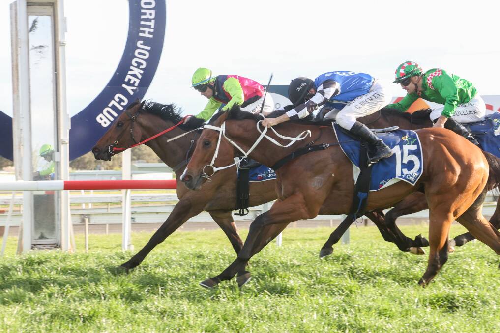Cody Morgan's Ezekeil (front) was just outrun by Bugalugs, trained by Scott Singleton, in the Spring Cup today at the Tamworth racecourse. Picture by Bradley Photos. 