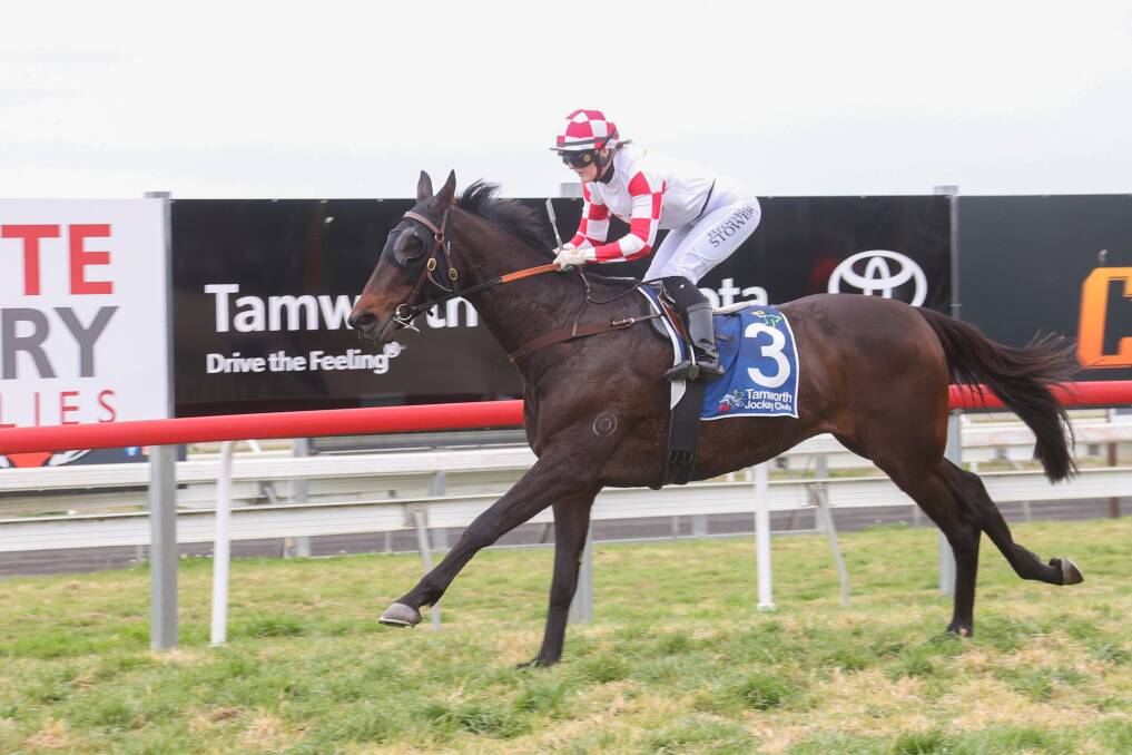 Torowoto was dominant in winning on debut for Tamworth trainer Craig Martin. Picture by Bradley Photographers