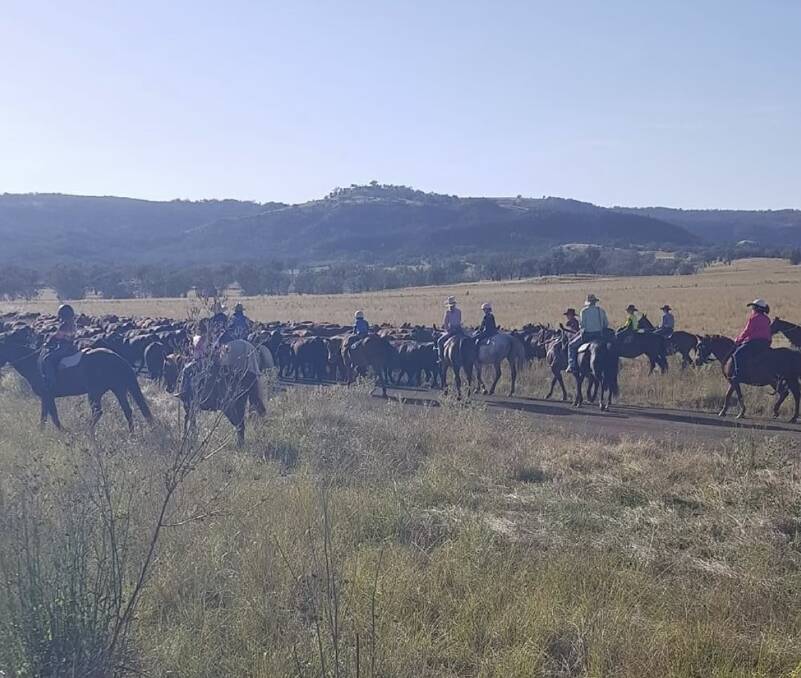 Local children help drive in the cattle for the campdrafting component of the annual Upper Horton New Years Campdraft and Rodeo.