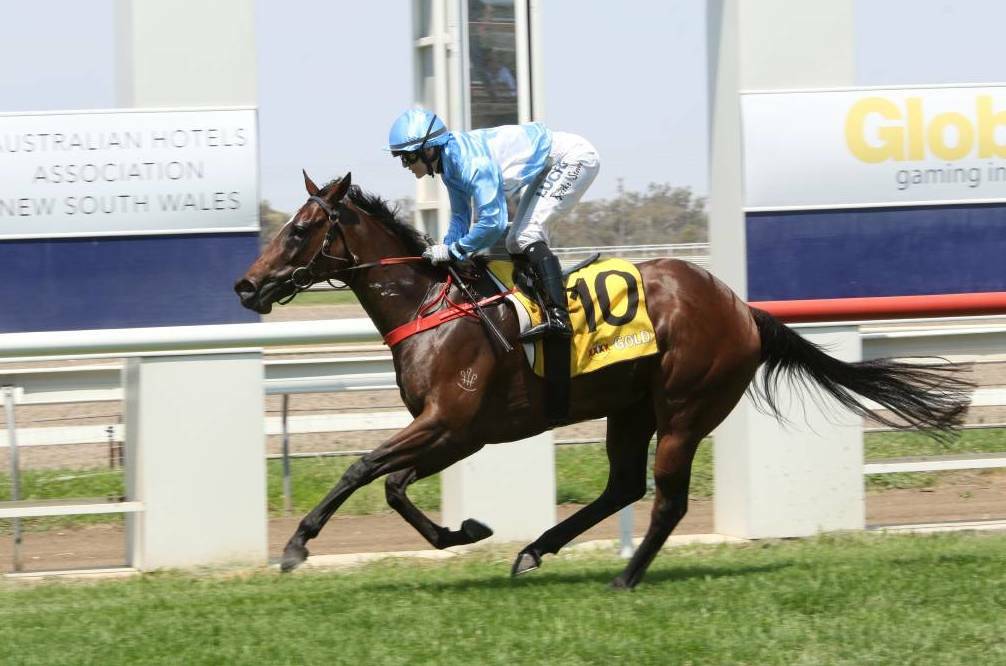 Big team: Samphire Hoe will be one of 11 runners Moree trainer Peter Sinclair has engaged at his home track meeting on Saturday. The filly will start the top weight in the Can Assist Moree Benchmark 50 Handicap, but Sinclair still expects she will "run a really good race". Photo: Bradley Photos