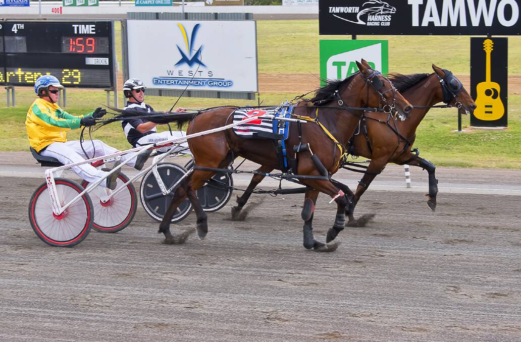 Wiggle power: Chris Shepherdson and Yellow Bow just sneak home on the inside for the win at Thursday's Tamworth Harness Racing Club meeting. Photo: PeterMac Photography