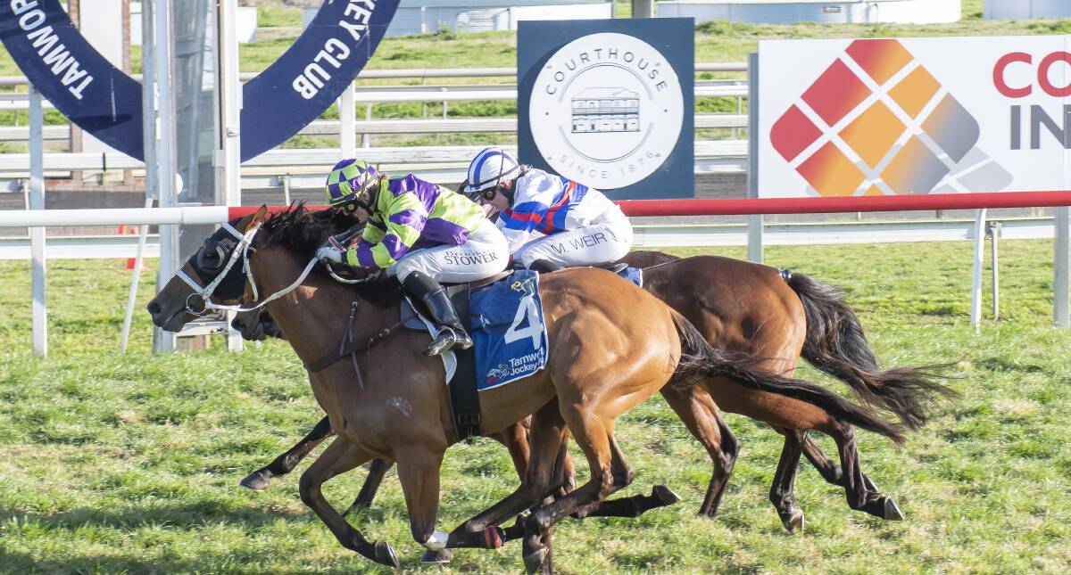 It was a tight finish in the Moree Cup, Point Counterpoint just sneaking home on the outside for Armidale trainer Stirling Osland. Picture by Peter Hardin