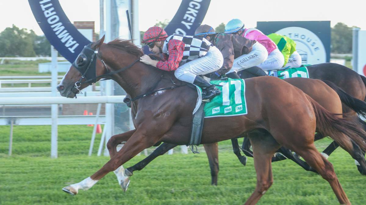 Tamworth trainer Jacob Perrett's Epic Ranger could be up against runners from some of the country's biggest stables in Friday's Tamworth Cup. Picture by Bradley Photos