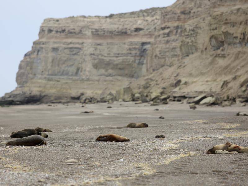 Sea lions are among animals being affected by the latest bird flu outbreak. (AP PHOTO)