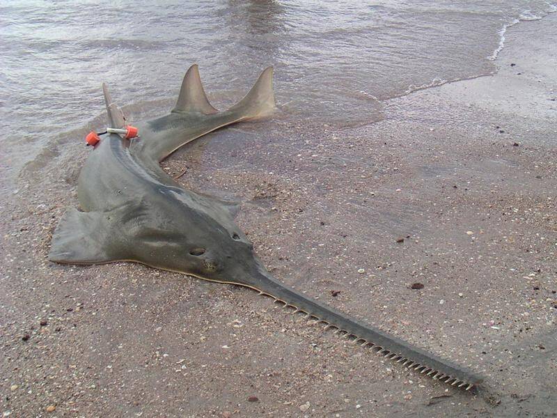 The critically endangered green sawfish is one of the largest fish and can grow to six metres. (HANDOUT/STIRLING PEVERELL)