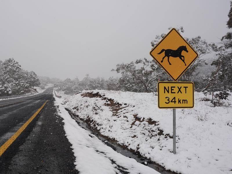 Feral horses have become a major environmental problem in the Australian Alps. (Perry Duffin/AAP PHOTOS)