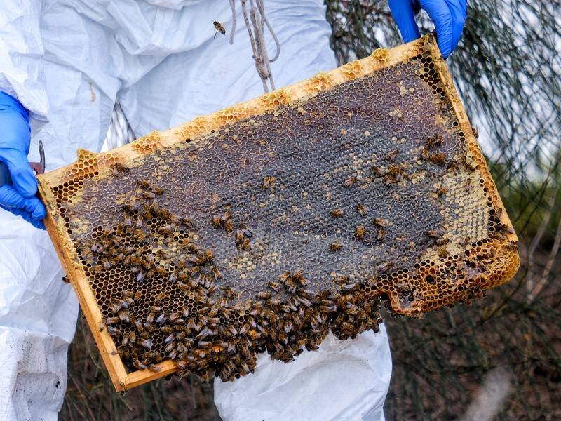 Beekeepers will switch to managing rather than eradicating the deadly varroa mite (Luis Ascui/AAP PHOTOS)