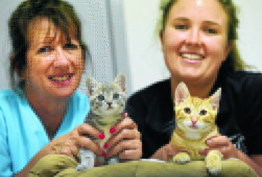 LOOKING FOR LOVE: Tamworth Veterinary Hospital head nurse Kerrie Ebbeck and associate vet Jessica Wise with kittens Leia and Timmy. Six-week-old Leia has already found a new home, but Timmy is still up for adoption. Photo: Gareth Gardner 120215GGE01