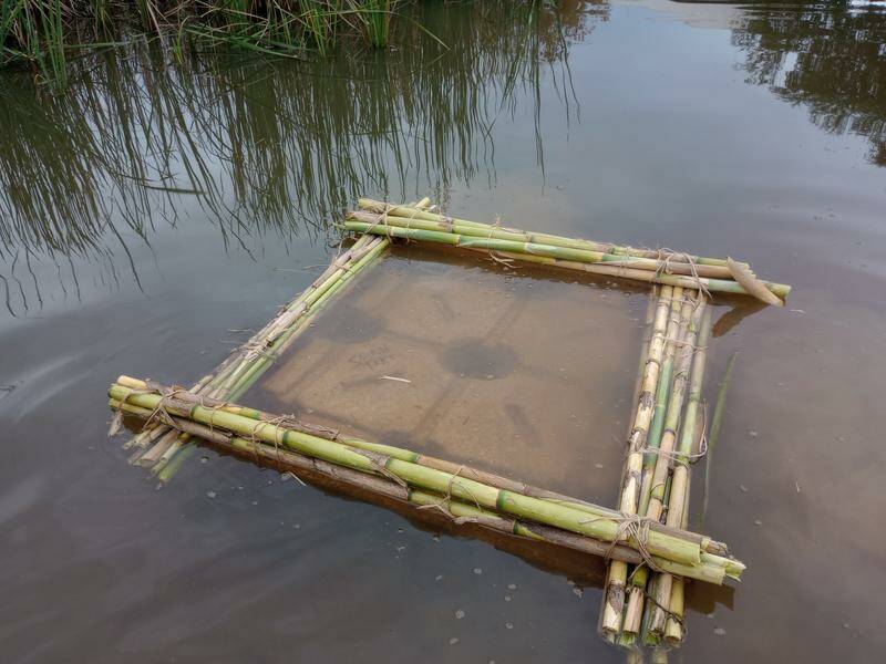 Floating rafts are hoped to provide habitat for the threatened olive perchlet fish. Photo: HANDOUT/OZFISH