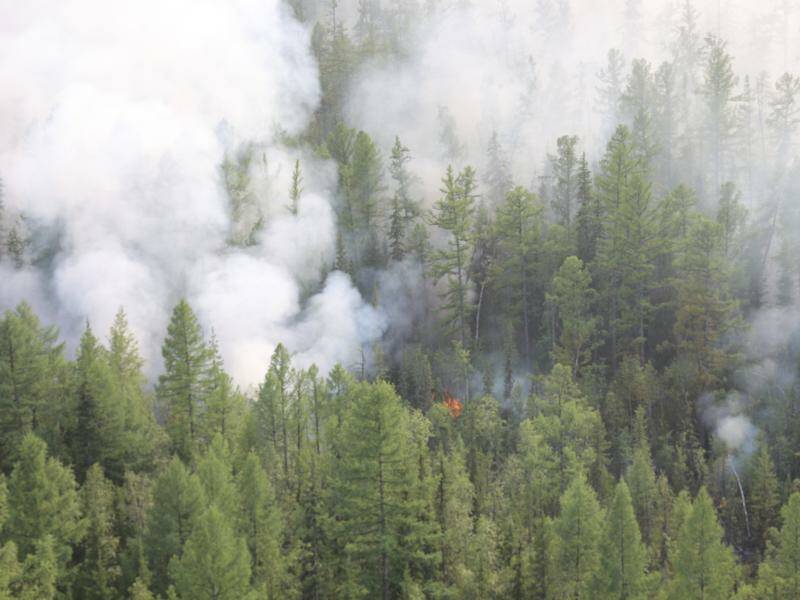 More than a million hectares of Siberian forest are being ravaged by wildfires. Photo: AP PHOTO