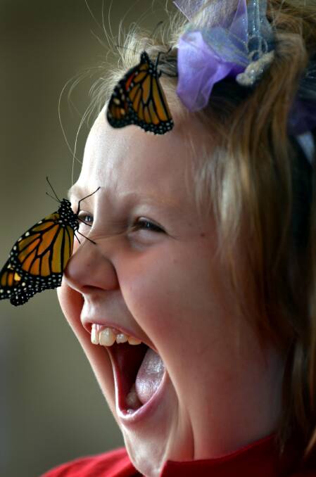 Mishka Foley with her butterflies in April. Photo:Barry Smith 170413BSE12