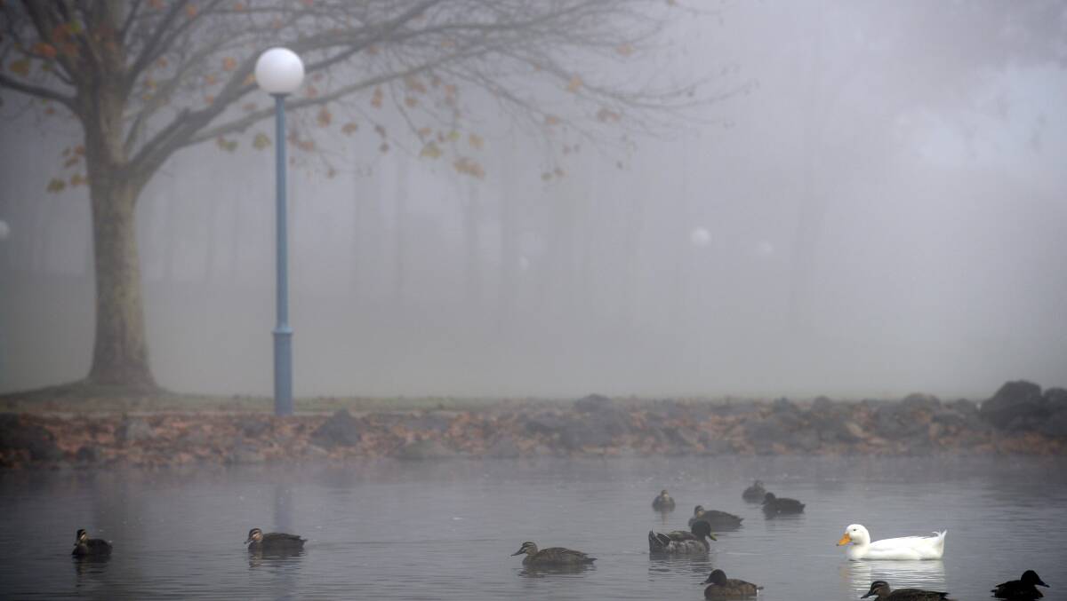 Ducks enjoy a foggy morning in June at Bicentennial Park. Photo:Barry Smith 170613BSA30